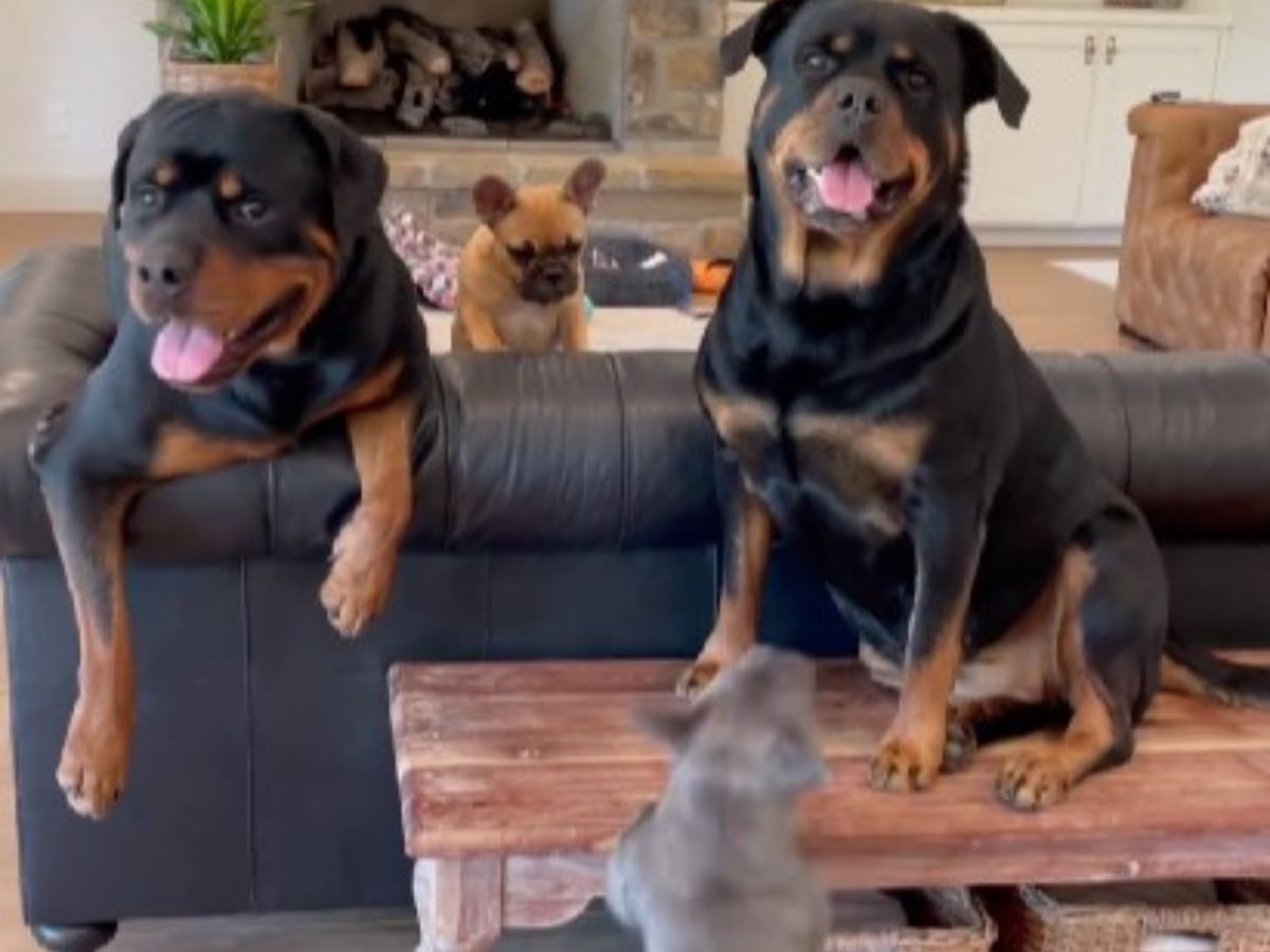 photo of two rottweilers and a puppy