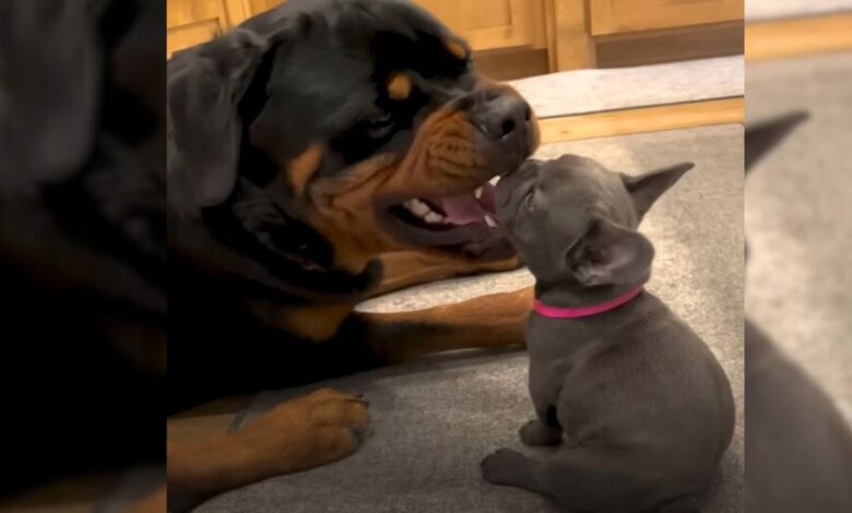 This Rottweiler Had The Most Amazing Reaction When He Met His New Sibling