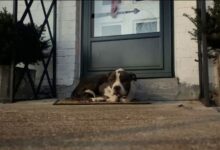 Sweet Lonely Pup Comes To A Stranger’s Porch And Curls Up On A Doormat, Trying To Keep Warm