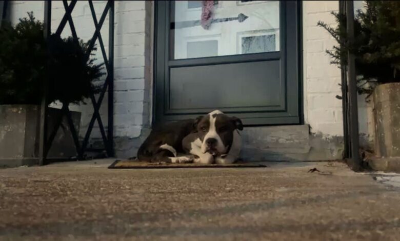 Sweet Lonely Pup Comes To A Stranger’s Porch And Curls Up On A Doormat, Trying To Keep Warm