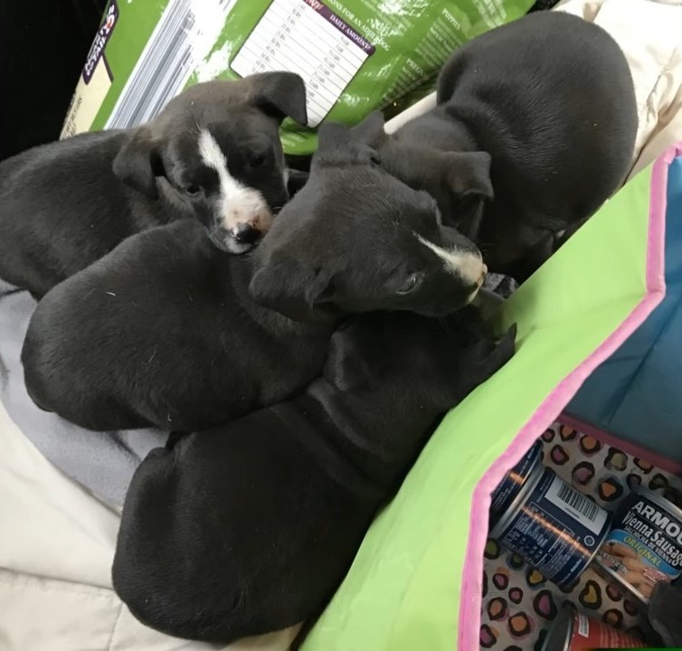four black puppies