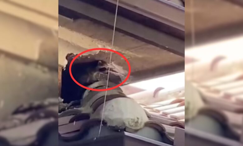 Owner Thought He Heard Cries Coming From His Roof Then He Realized What It Was
