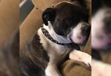 Woman Found Her Missing Dog Living A New Life Then Gets The Most Unexpected Call