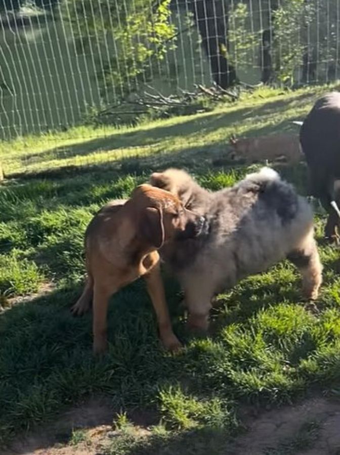 three dogs playing together