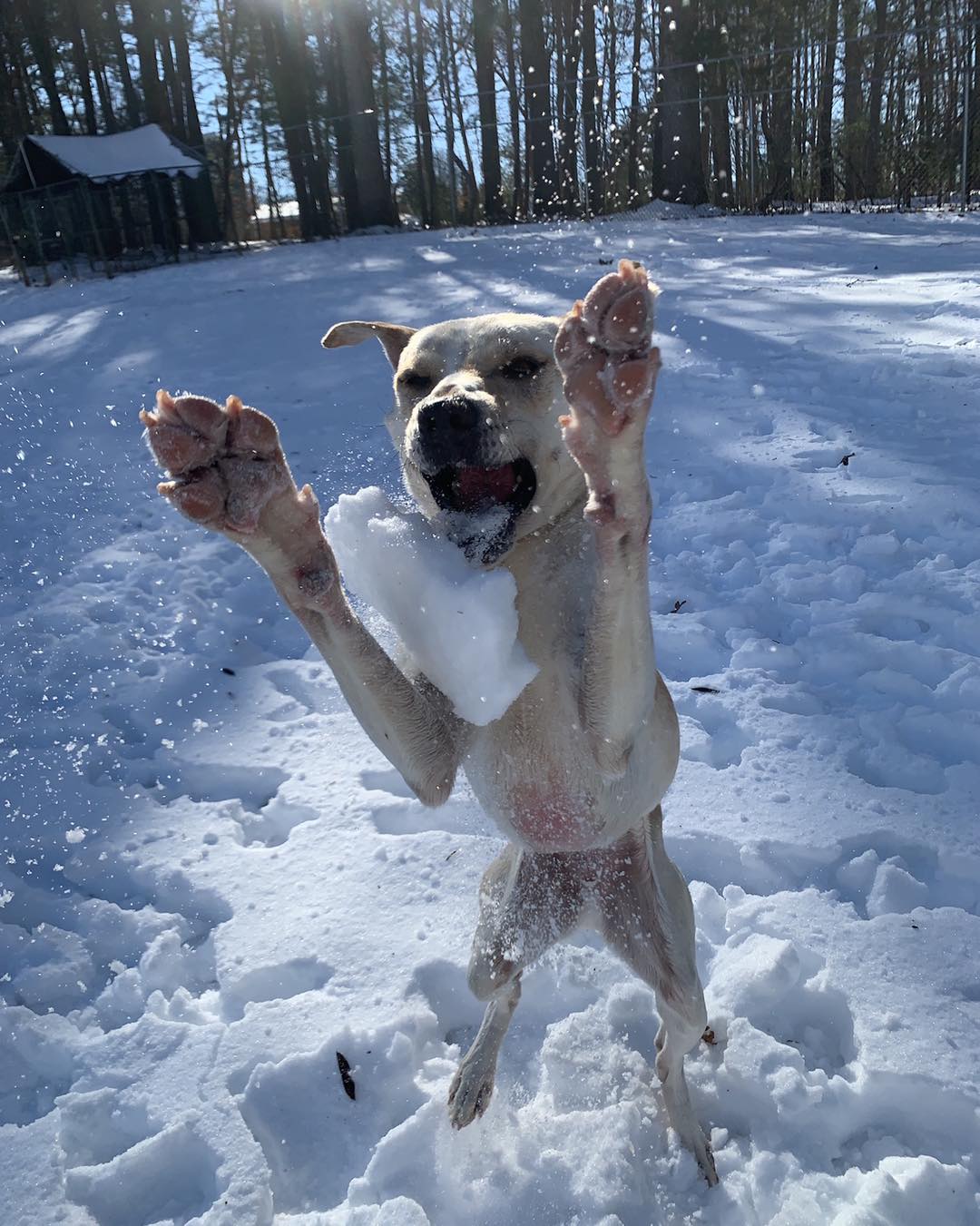 happy dog jumping in snow