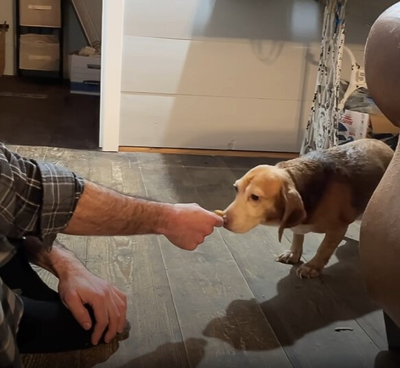 poor dog smelling food from man's hand