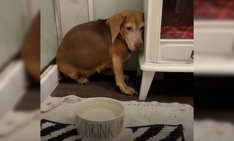 Senior Beagle Was Living In The Middle Of Nowhere Before A Couple Came And Rescued Her