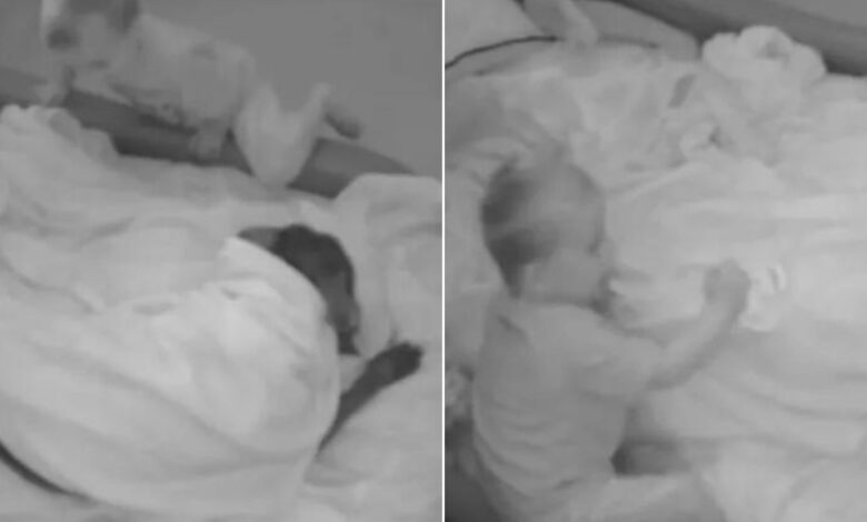 Pet Cam Footage Of A Little Boy Tucking In His Canine Companion Will Simply Melt Your Heart 