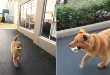 Awesome Pup Turns His Quirky Hobby Into A Fun Way To Earn Some Real Money 