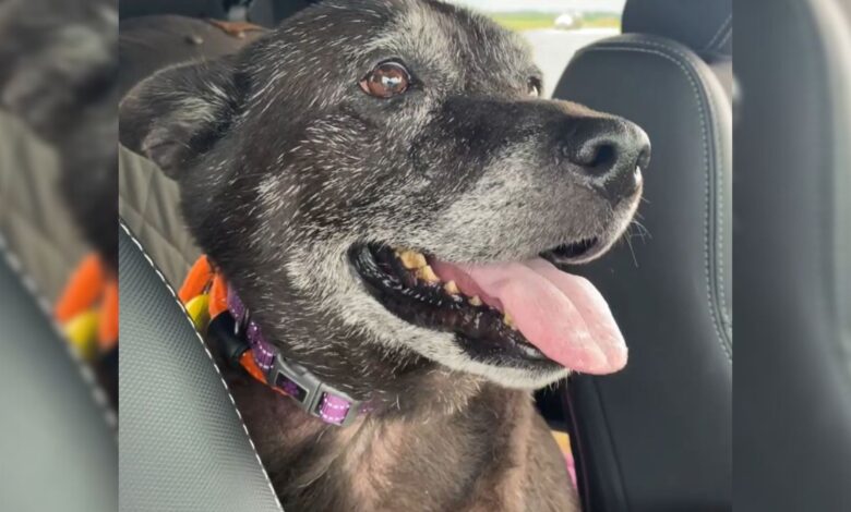 Senior Dog Was Abandoned By Her Owner In A Public Bathroom With A Heartbreaking Note