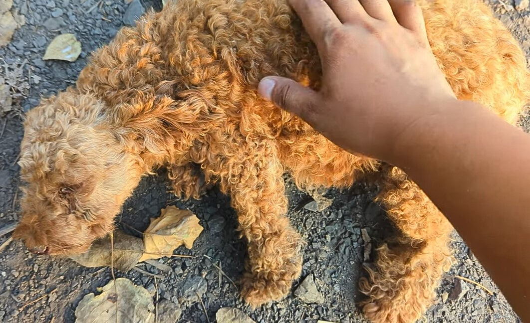 woman petting a brown overgrown dog