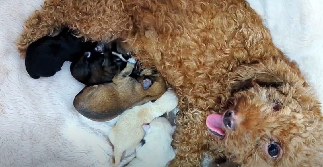dog feeding its newborn puppies