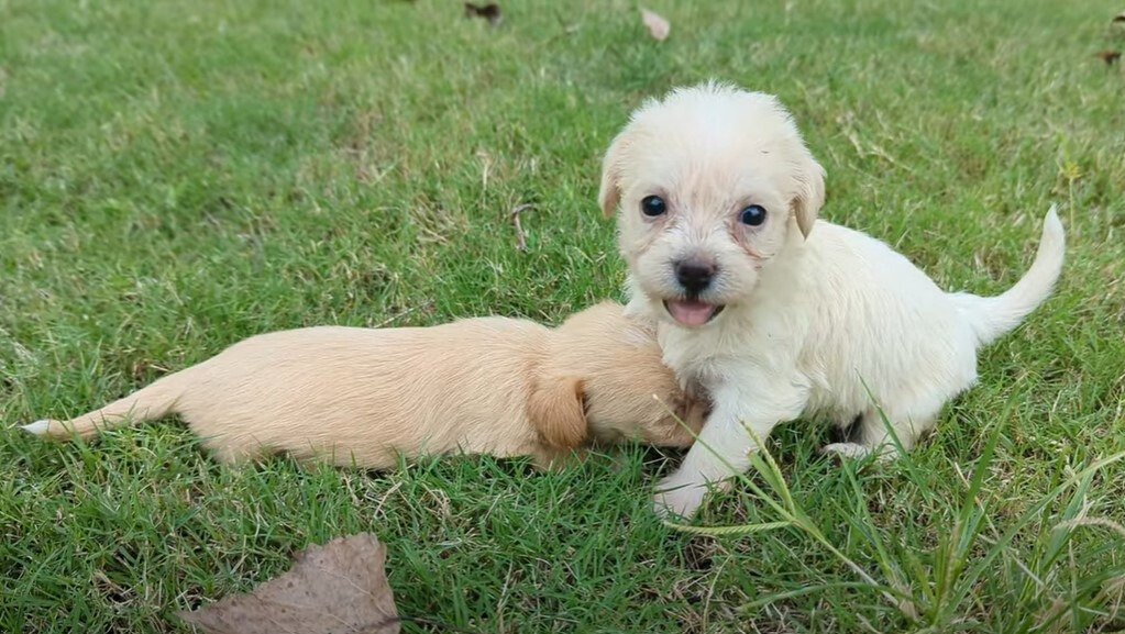 two cute pupps playing outside