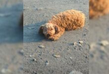 Man Was Shocked To Find A One-Eyed Pregnant Poodle On An Unpaved Road, So He Rushed To Help Her