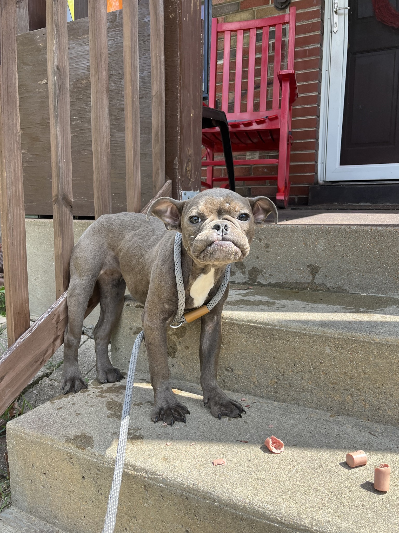 Angry dog on a stairs