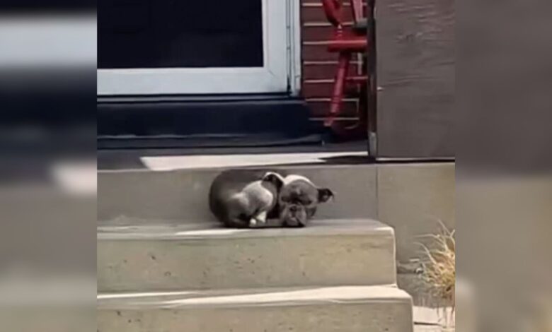 Pup Wanted To Be Adopted, So He Decided To Take A Nap On This Family’s Porch