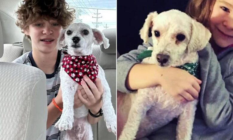 Family Notices Something Different About Their Dog After Bringing Him Back From The Groomer’s Appointment