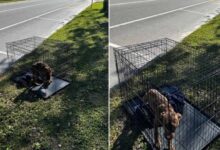 Rescuers Were Shocked To Find This Dog Abandoned And Left In A Cage