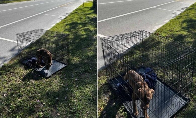 Rescuers Were Shocked To Find This Dog Abandoned And Left In A Cage