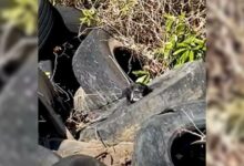 Truck Driver Notices Something Strange Hiding In A Pile Of Tires And Then Realizes What It Is