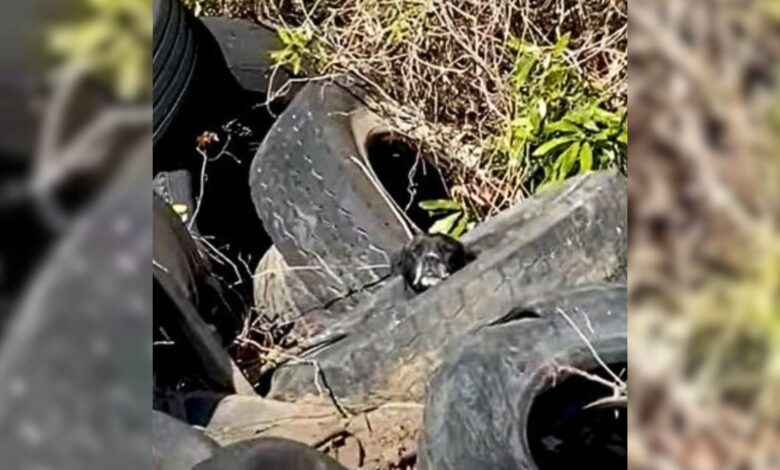 Truck Driver Notices Something Strange Hiding In A Pile Of Tires And Then Realizes What It Is