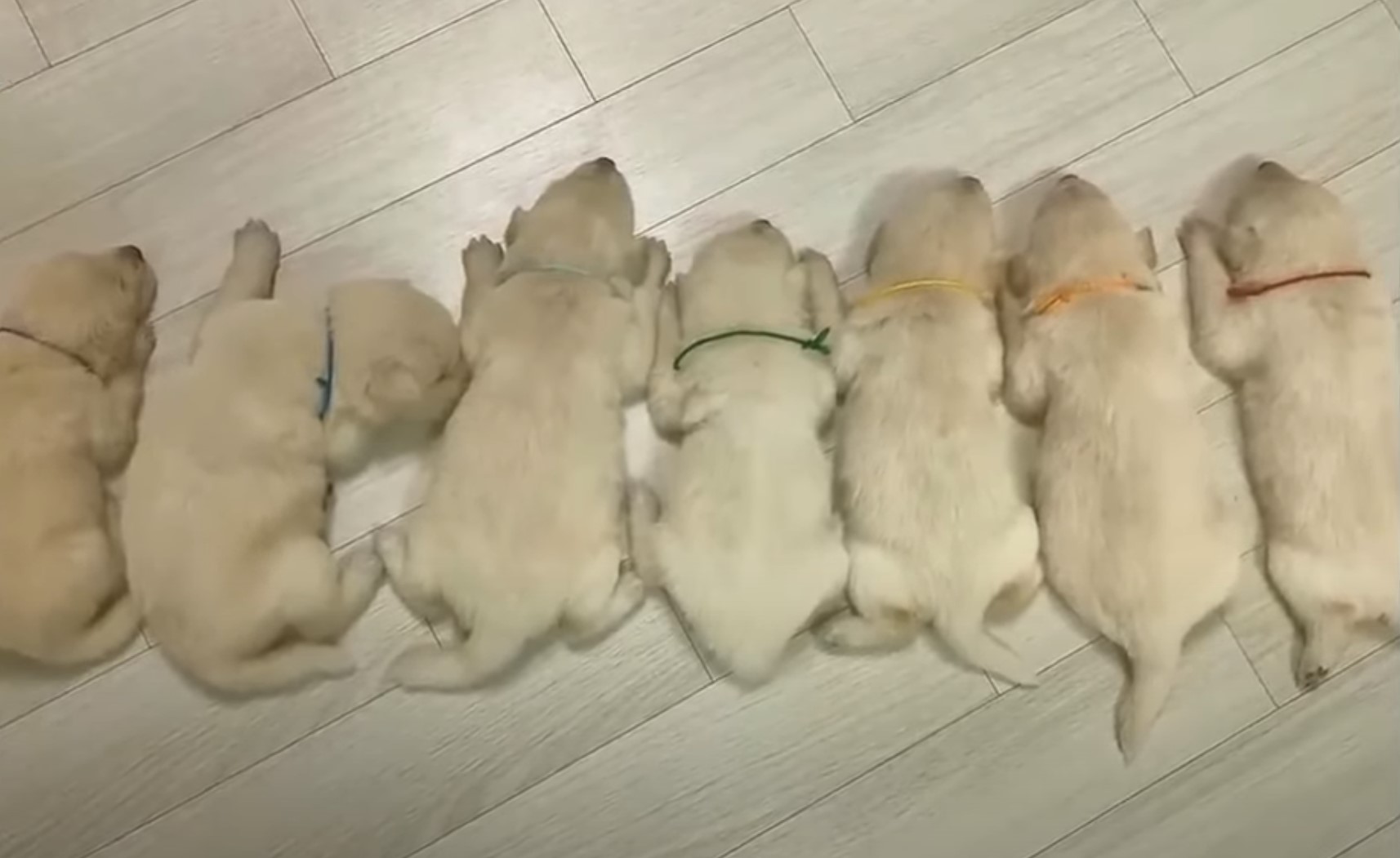 puppies lying on the floor