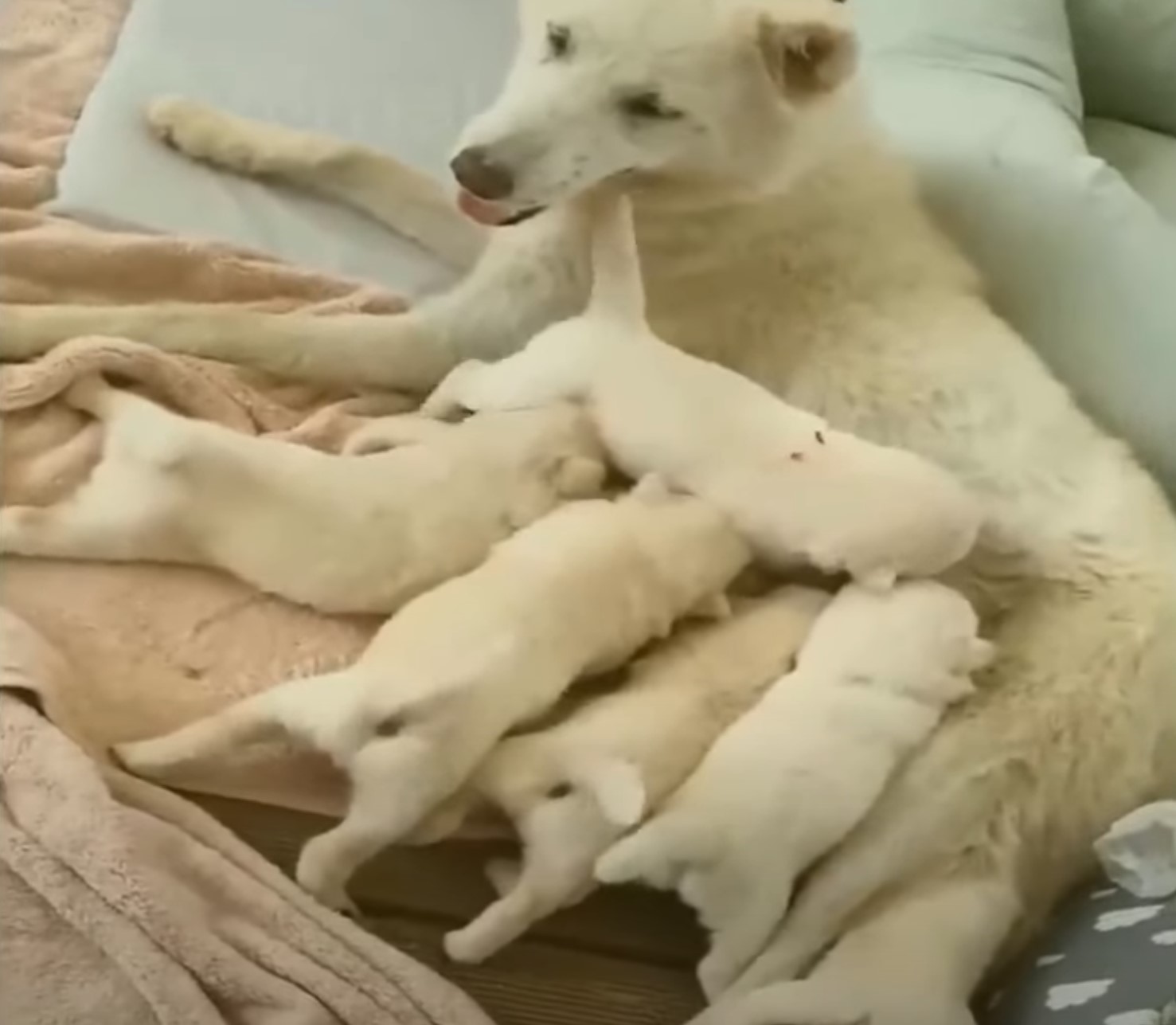 dog nursing her puppies