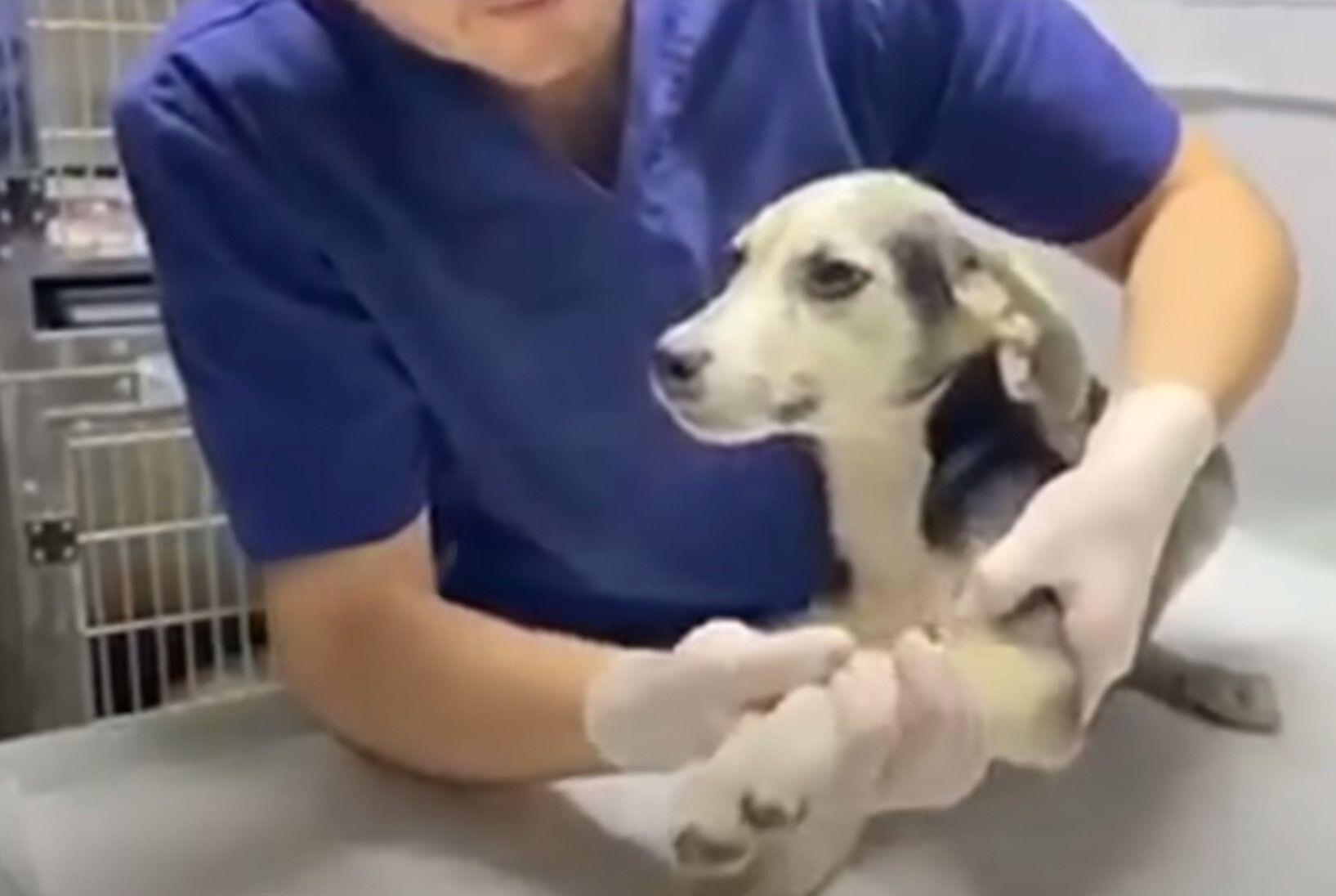 vet checking the dog