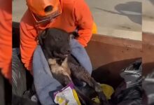Police Officer Helps A Sweet Pup Who Was Badly Injured And Left In A Dumpster