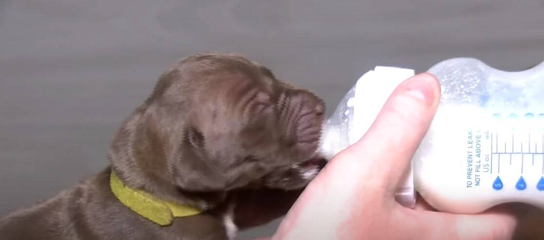 newborn great dane puppy eating from the bottle