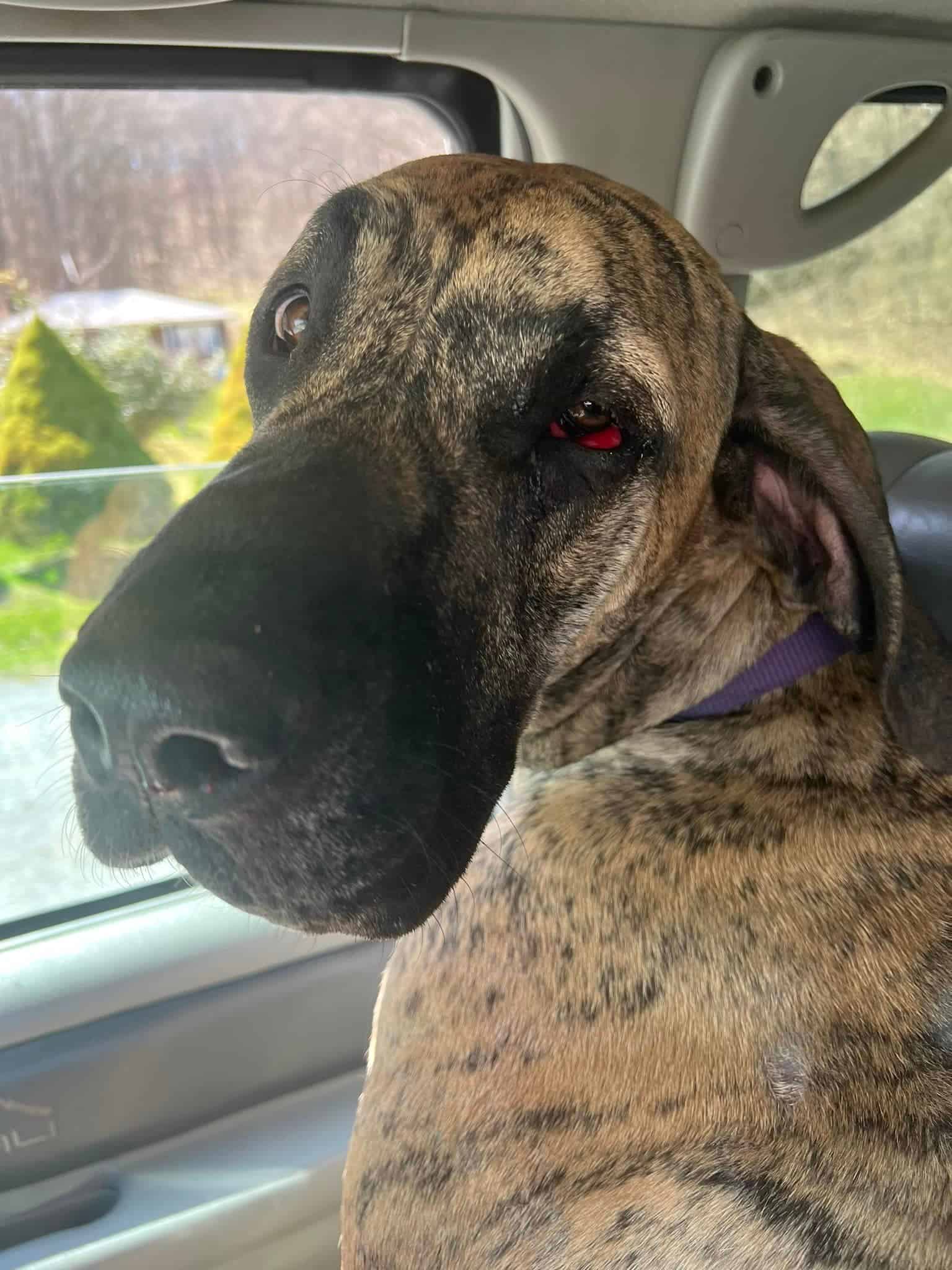 great dane with red eye