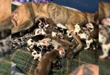 This Great Dane Mom Gave Birth To One Of The Largest Litters Ever And The Number Will Surprise You