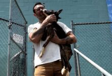 A Kind Man Adopts A Malnourished Rescue Dog And Gives Him A New Chance At Life
