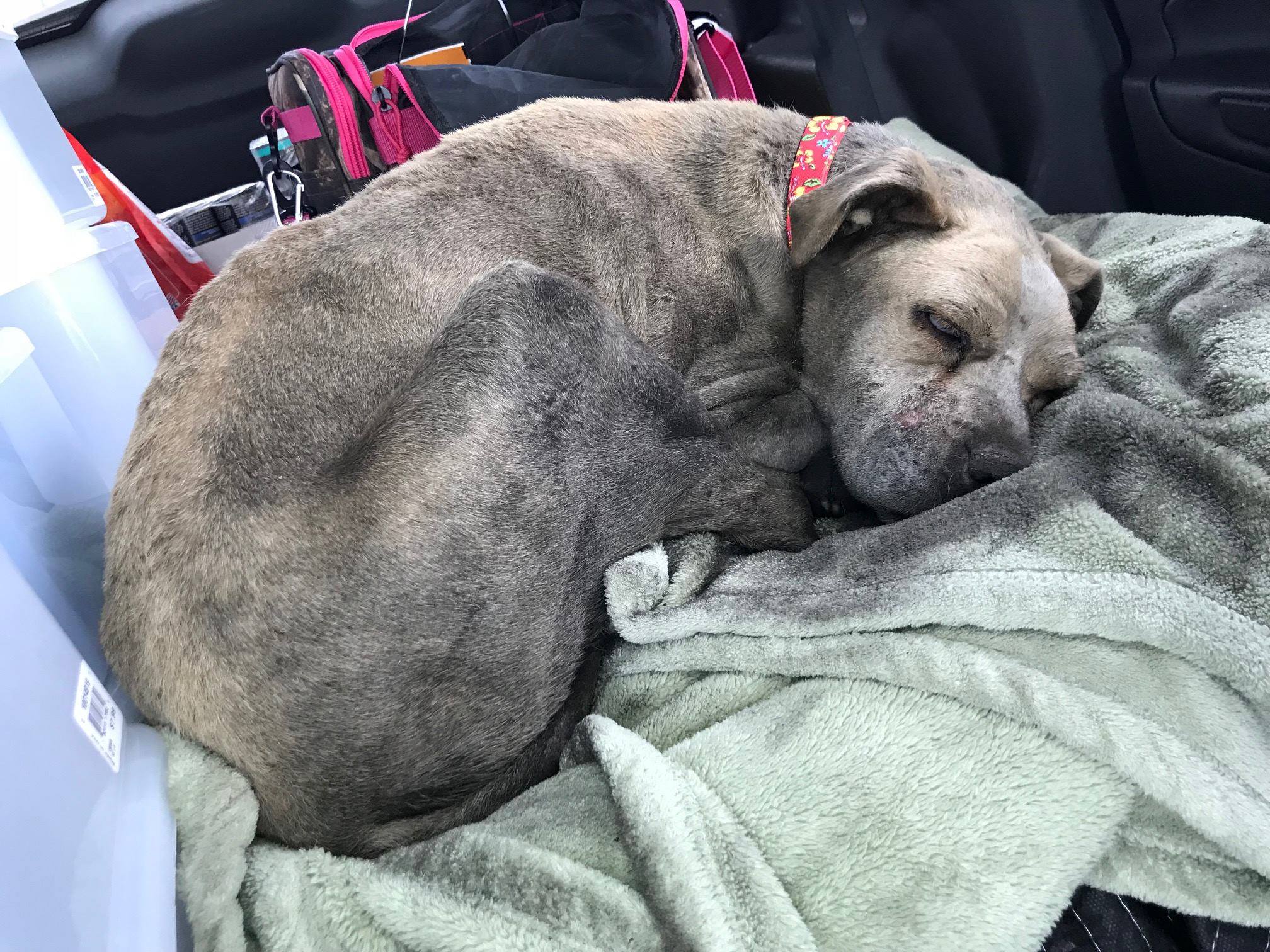 pit bull sleeping in a car