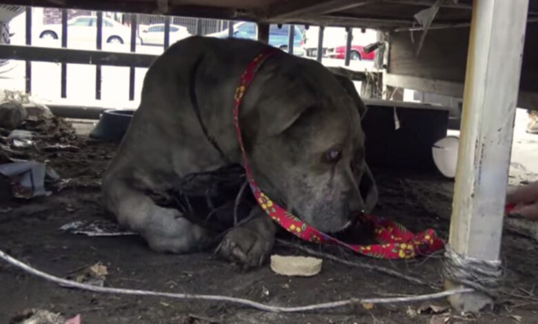 Senior Blind Pit Bull, Enduring A Lifetime Of Neglect And Suffering, Finally Receives Help