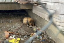 Rescuer Was Shocked To Find A Scared Little Puppy Hiding In A Pile Of Garbage