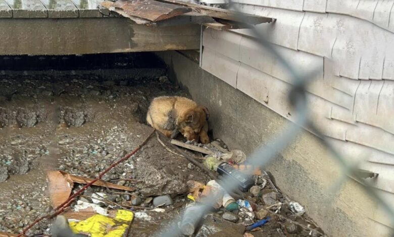 Rescuer Was Shocked To Find A Scared Little Puppy Hiding In A Pile Of Garbage