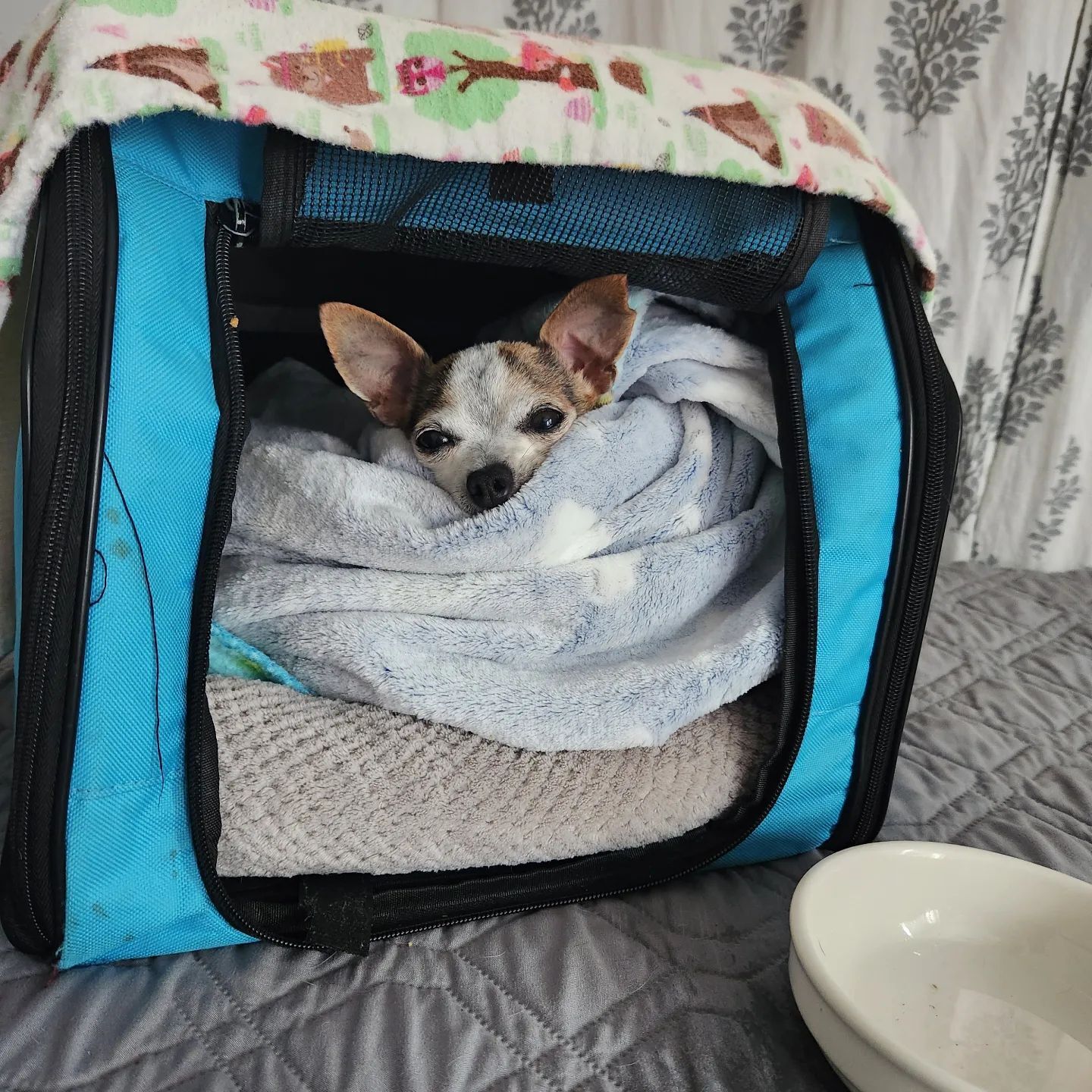 chihuahua wrapped into blanket