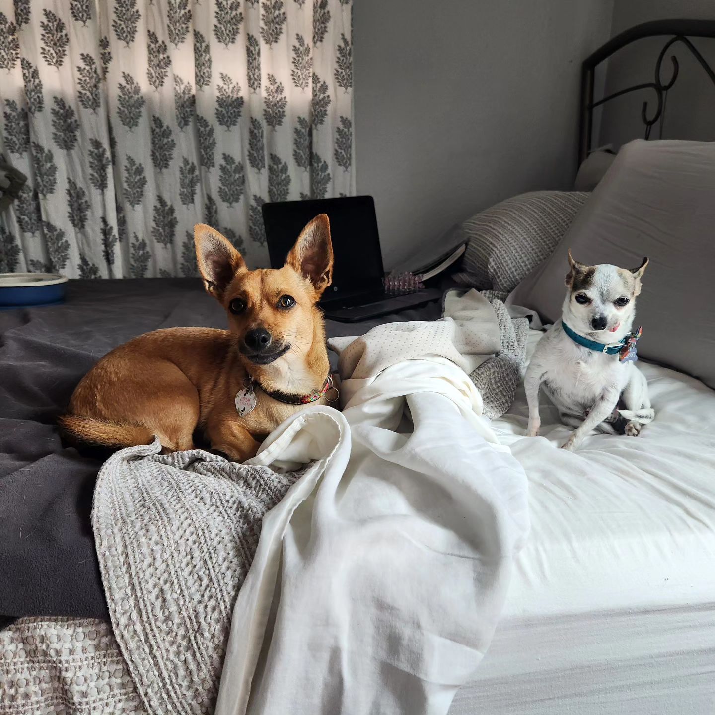 two dogs on the bed