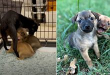 Foster Puppies Can’t Contain Excitement When Their Mommy Gets Fostered Too