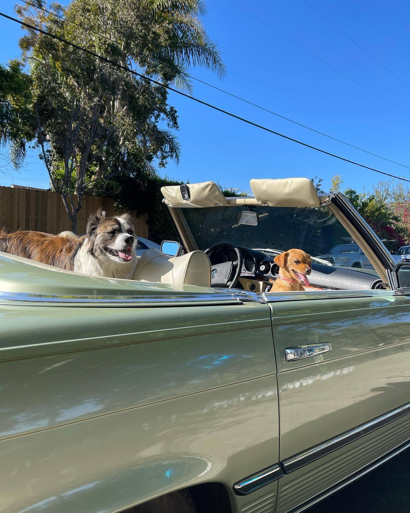 dogs in a cabriolet