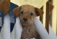 A Sad Little Puppy Who Was Covered In Mange And Unable To Walk Now Hops Like A Bunny