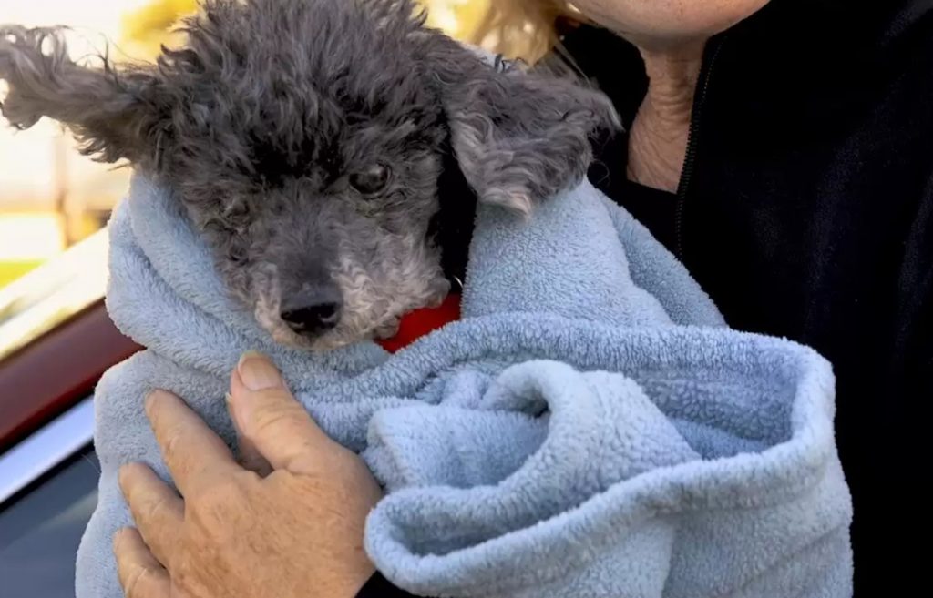 cute poodle wrapped in a blanket
