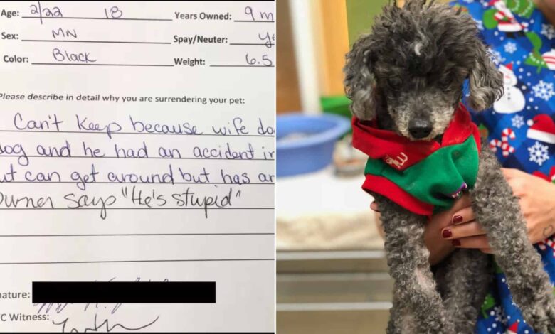 Owner Surrendered His Dog To The Shelter For Euthanization Because “He Is Stupid”