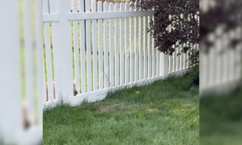 Two Neighbor Dogs In Wisconsin Started Gathering Around Fence For Heartwarming Reason