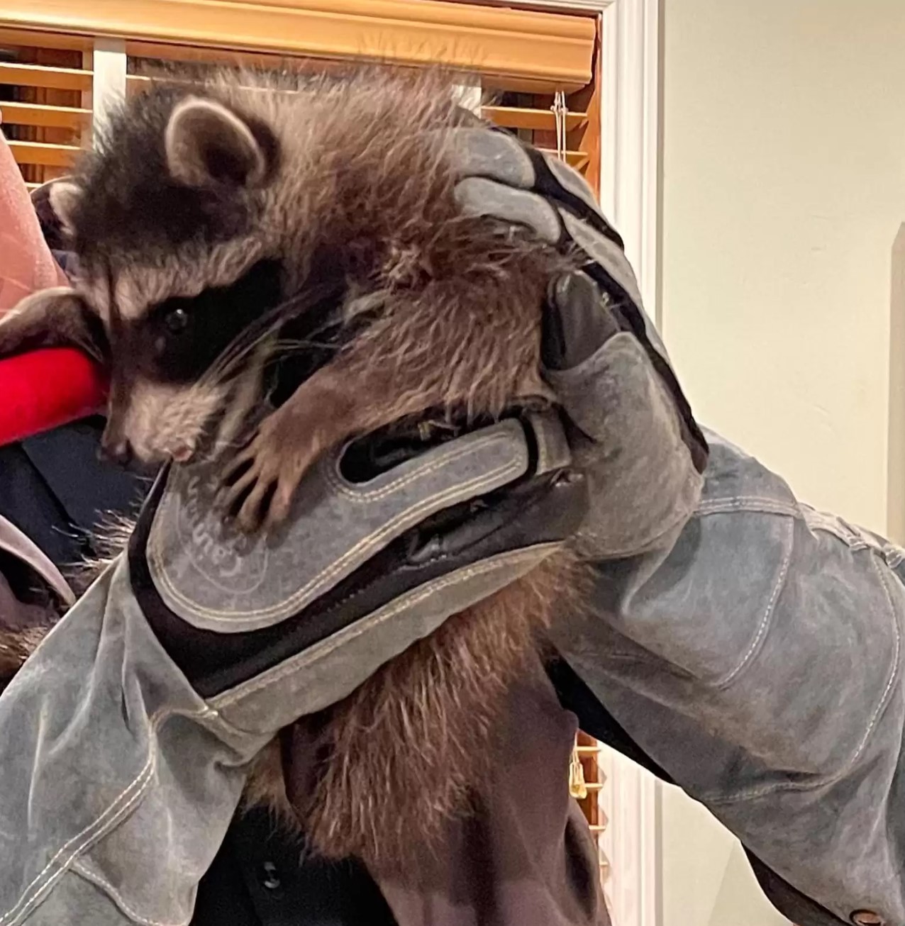 man in gloves holding raccoon