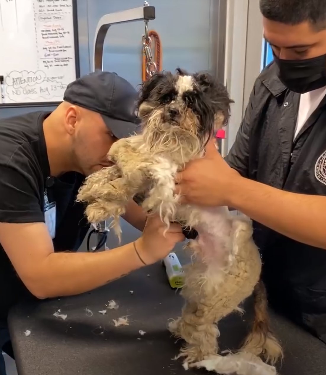 two men grooming the dog