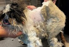 Dog Who Was Completely Covered In Mats Revealed To His Rescuers That He Is Actually Puppy
