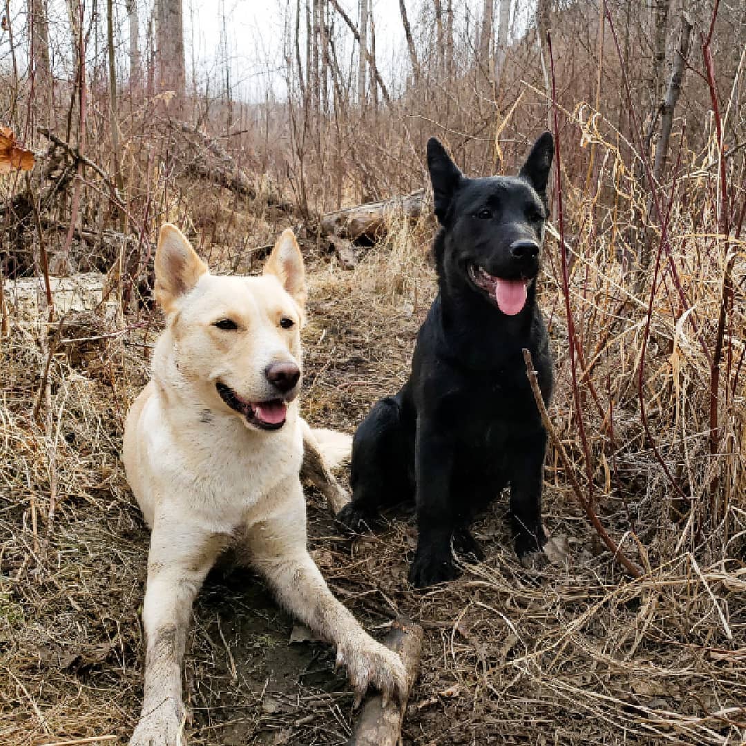 photo of two dogs sitting in the woods