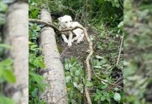 A Man Comes Across An Injured Pup Growling In The Woods And Shows Her Kindness And Love